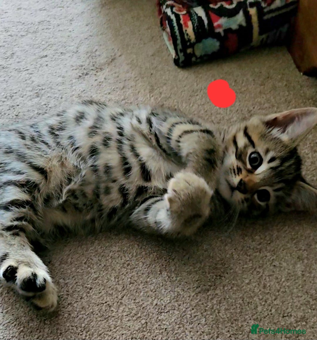 Bengal cats for sale: Elven Bengals - Image 6
