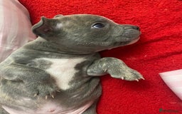 Staffordshire Bull Terrier dogs for sale: Female Staffy Pup  - Advert 6