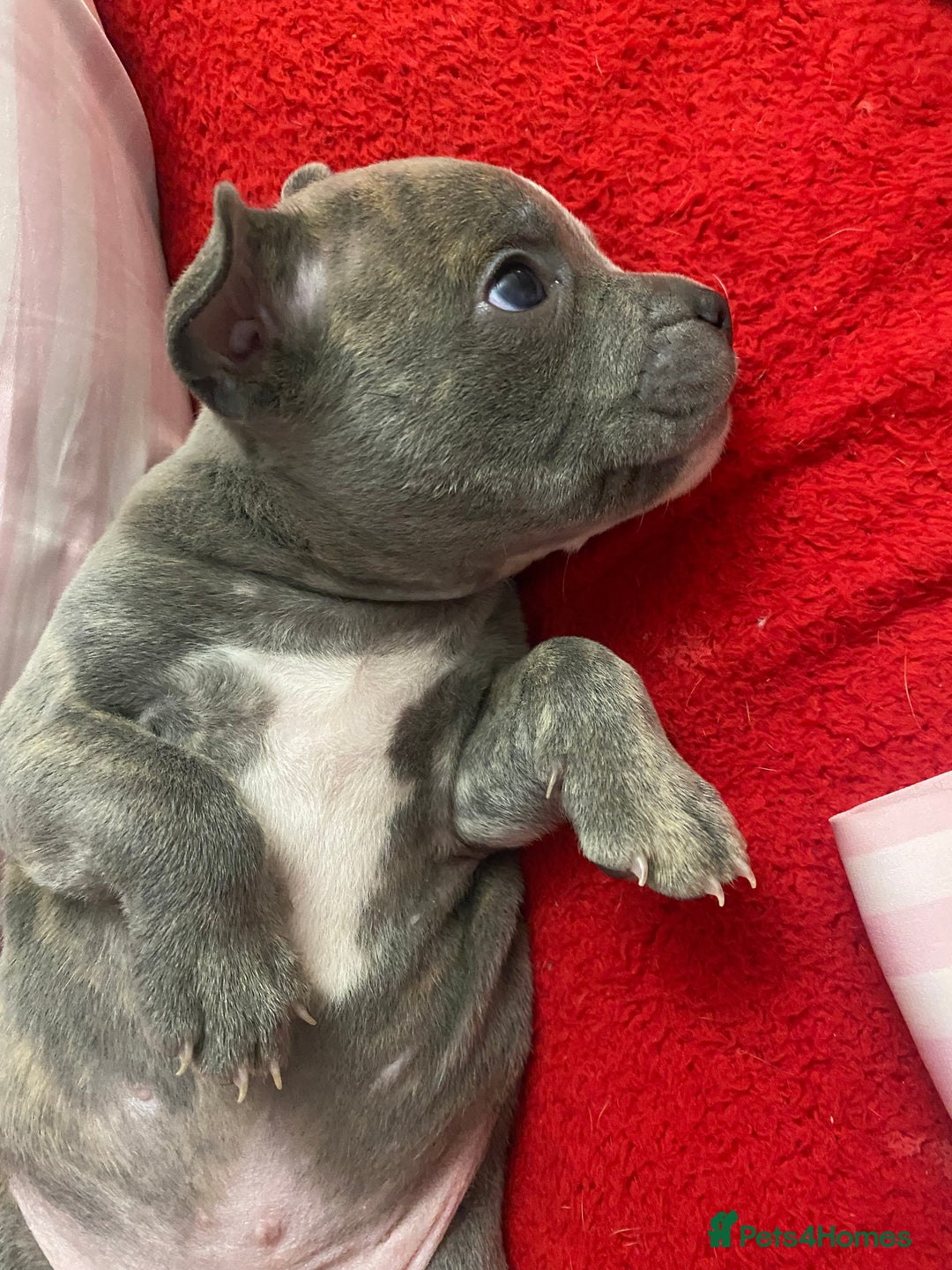Staffordshire Bull Terrier dogs for sale: Female Staffy Pup  - Advert 6