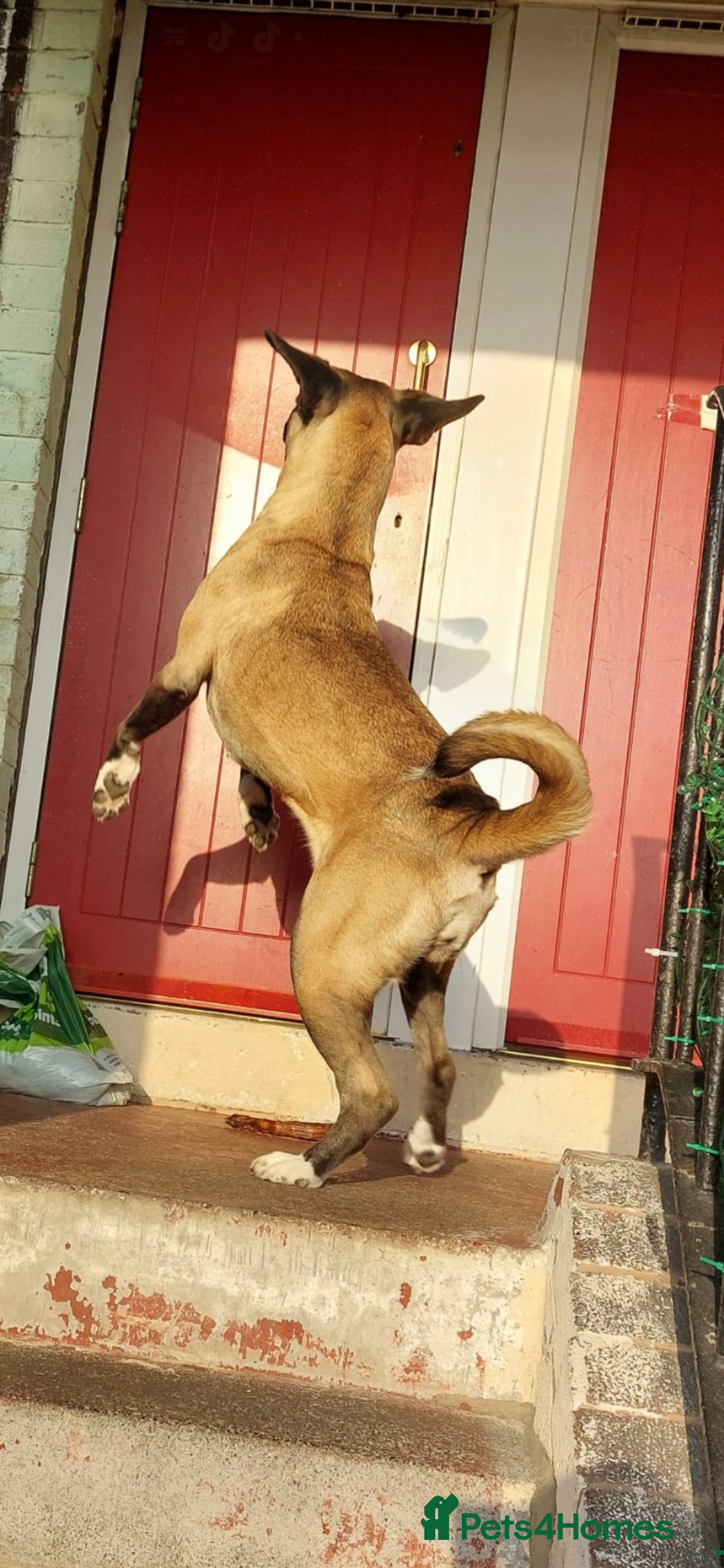 Mixed Breed dogs for sale: Cane corso/akita - Image 4