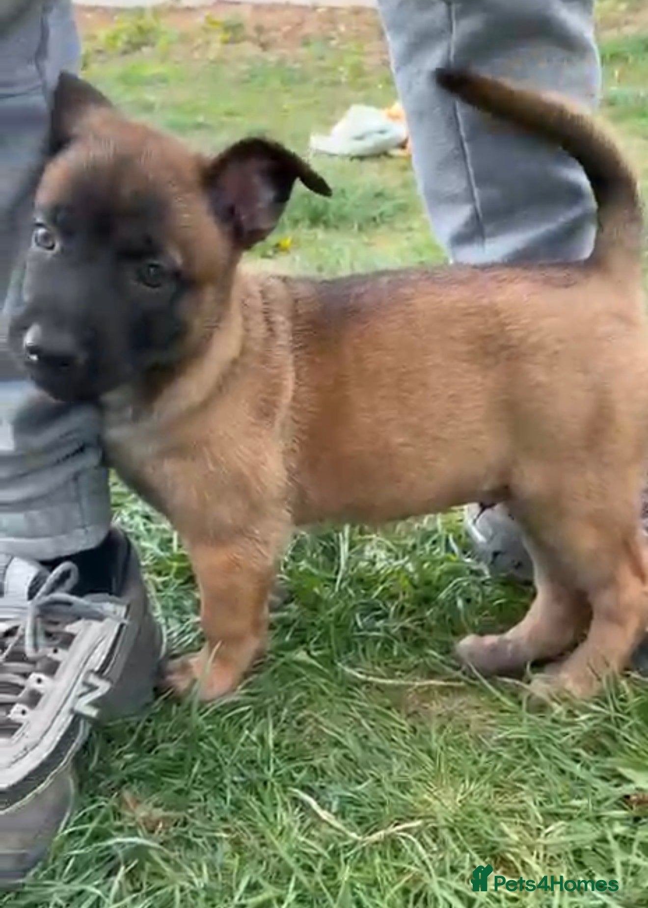 Belgian Shepherd Dog dogs Elite Malinois x Dutch Shepherd Puppies  - Advert 2