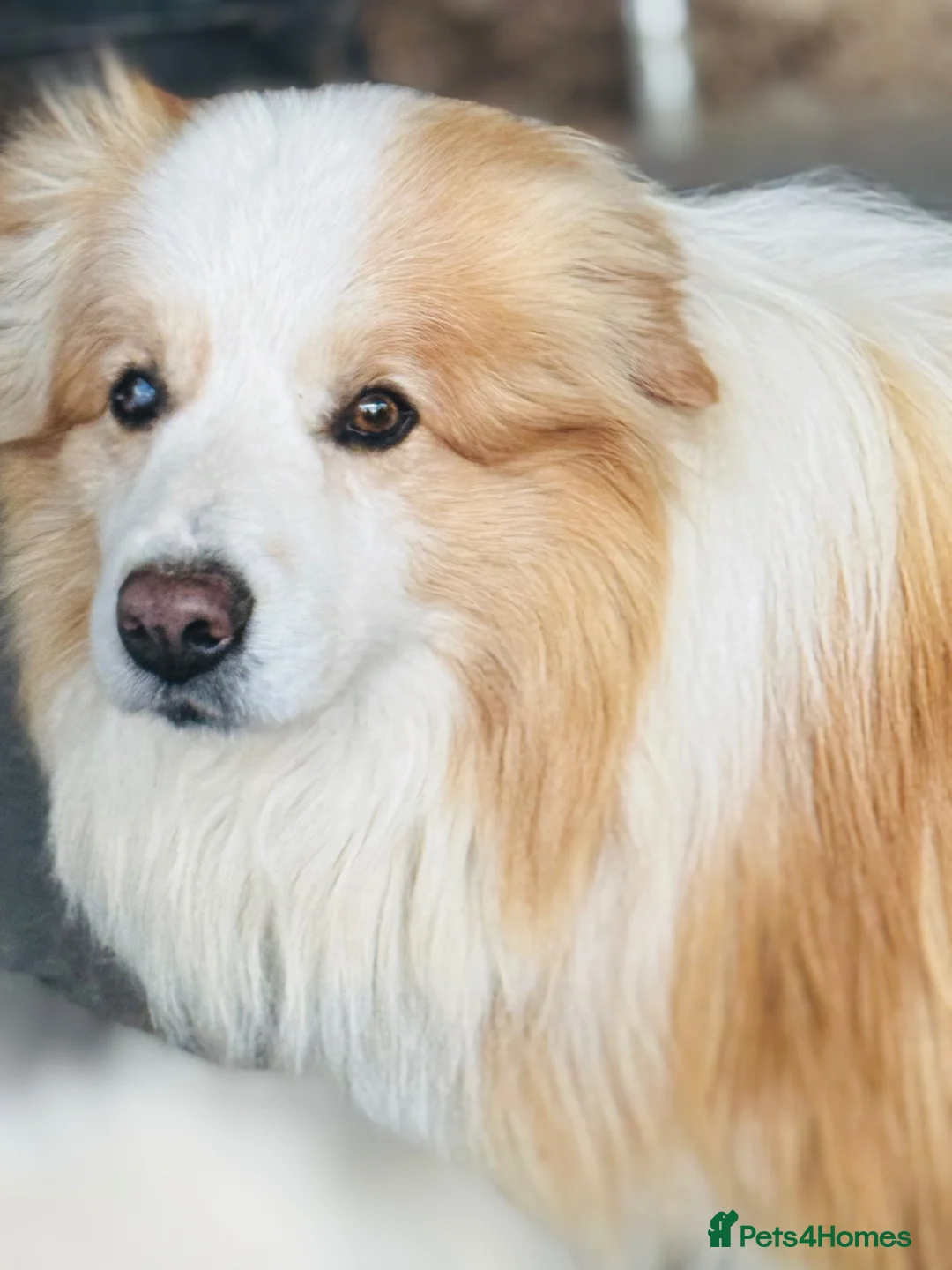 Border Collie dogs for sale: Border Collie Male Needs A New Home - Advert 2