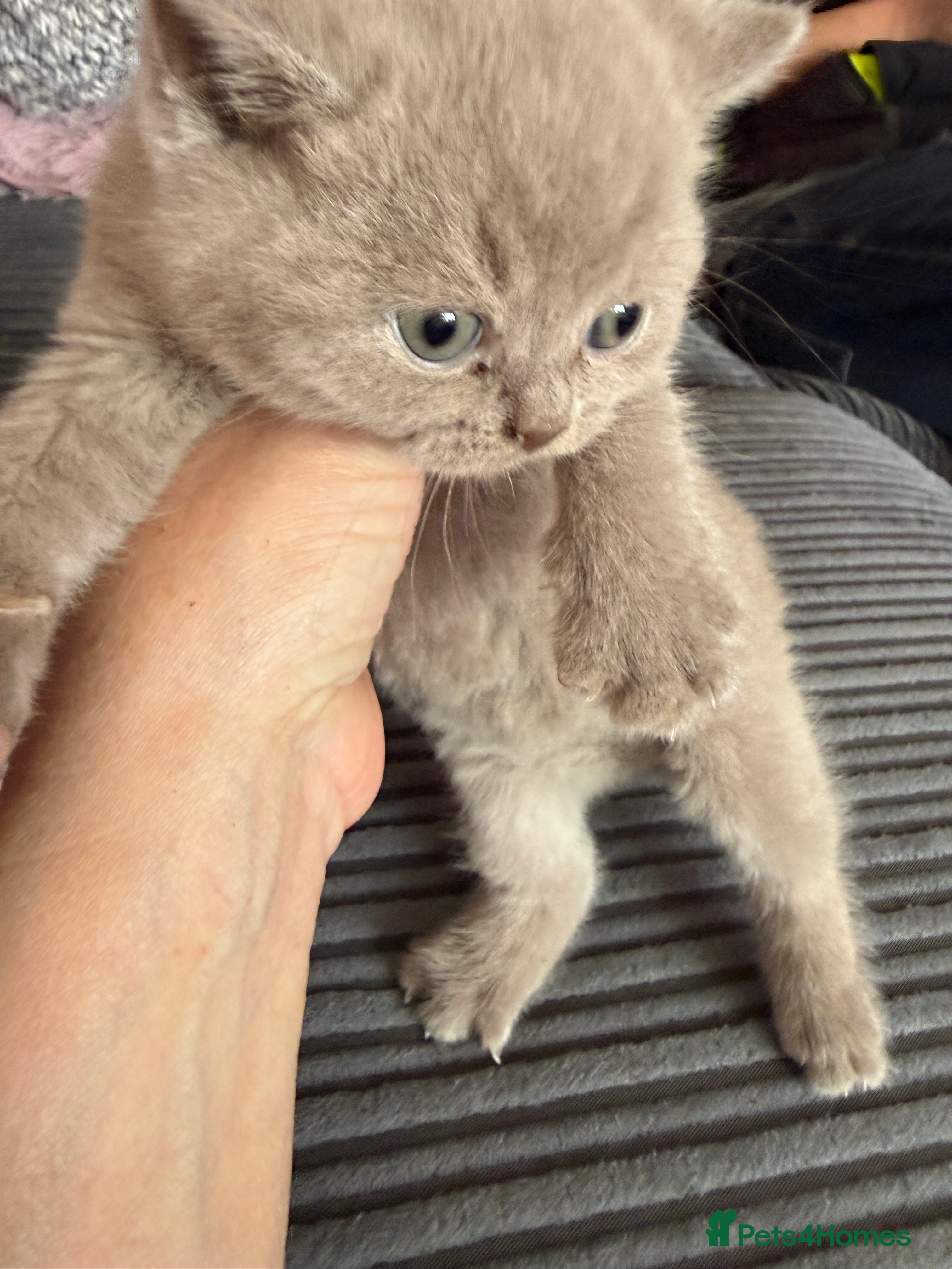 British Shorthair cats Pedigree TICA  BSH blue & lilic kittens  - Advert 2