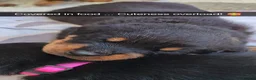 Rottweiler dogs for sale: Rottweiler puppies  - Advert 15
