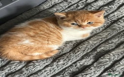British Shorthair cats for sale: Chunky Red and White British Shorthair TICA - Image 17