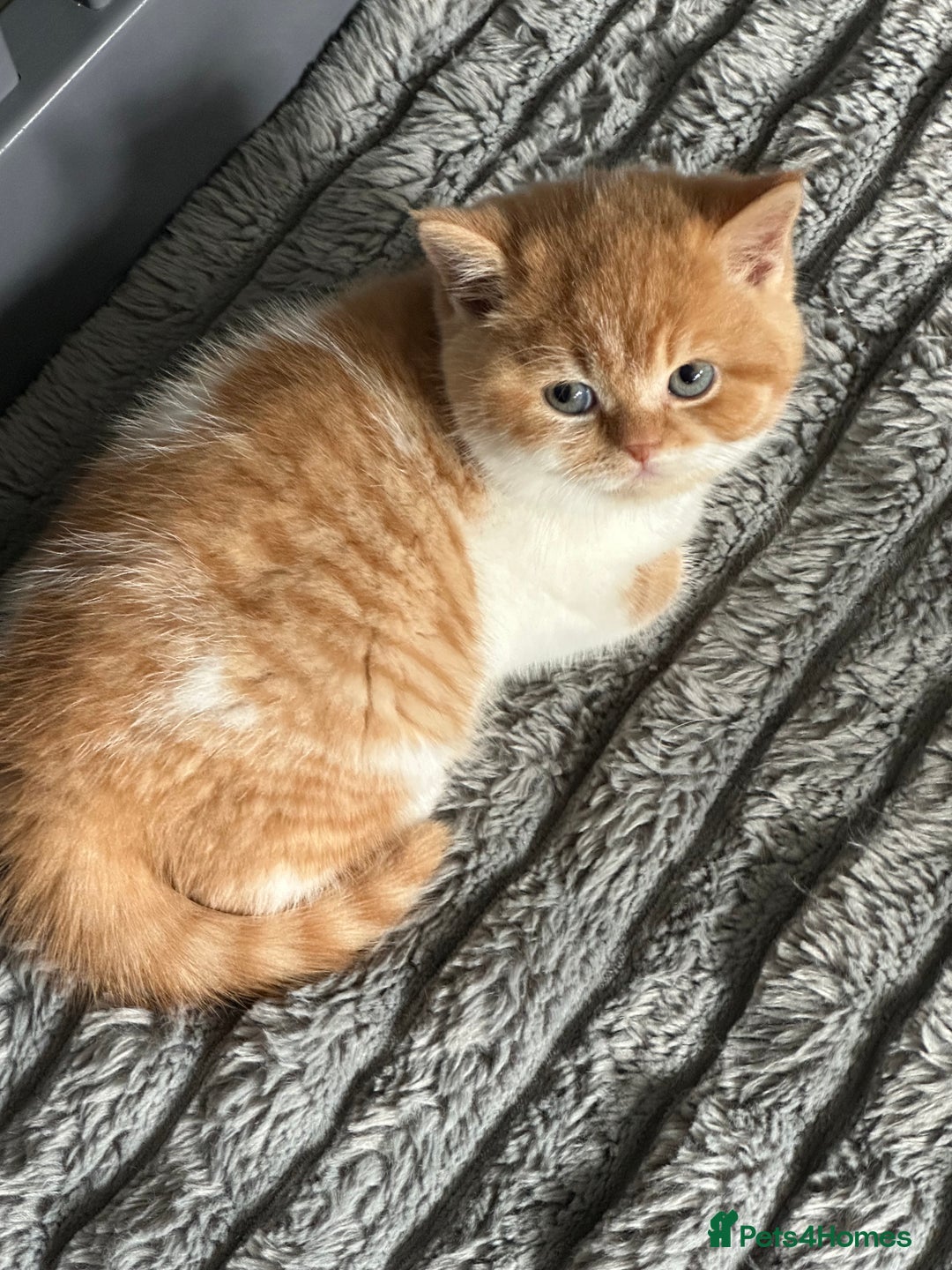British Shorthair cats for sale: Chunky Red and White British Shorthair TICA - Image 17