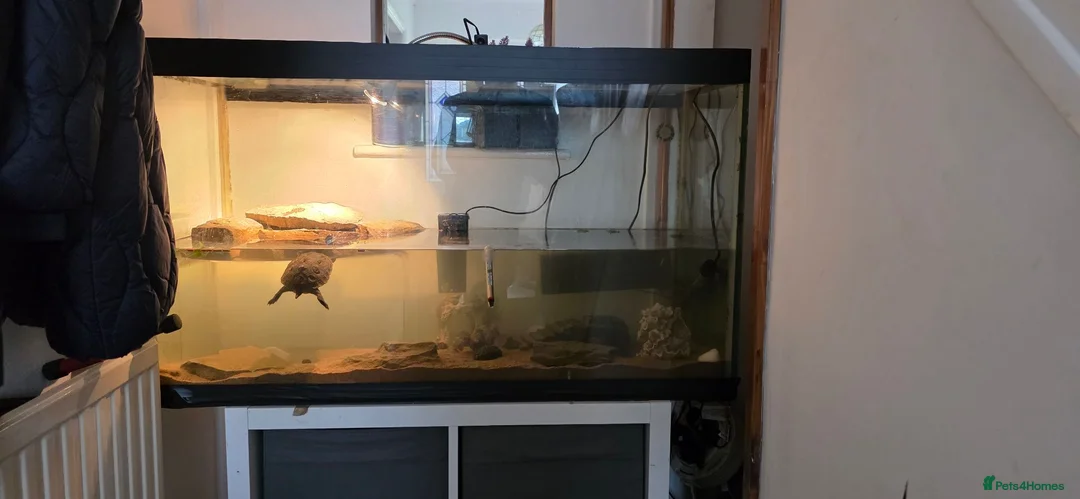 Turtle reptiles for sale: Chinese Stripped neck turtles. in Manchester - Advert 2