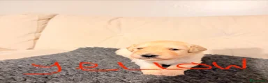 Goldendoodle 4