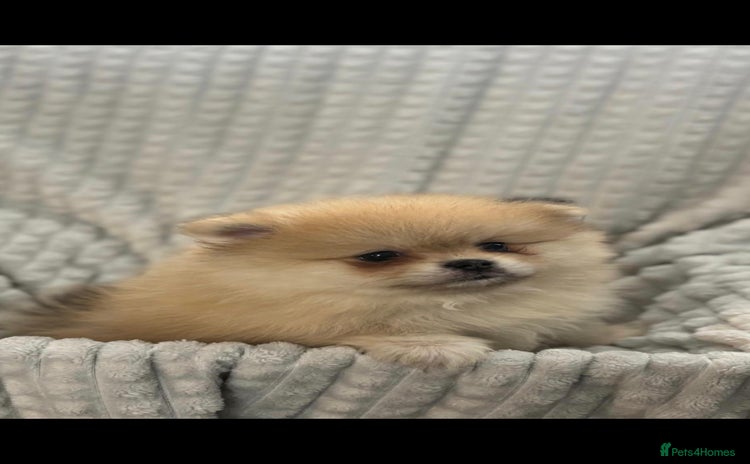 Pomeranian dogs - Advert 1