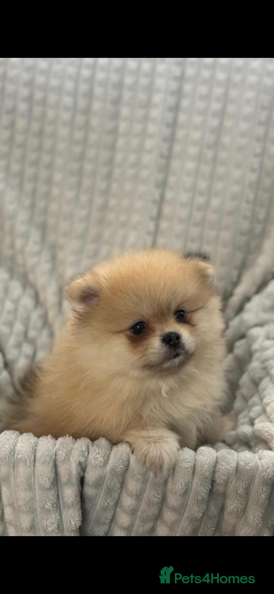 Pomeranian dogs for sale: Pedigree miniature pomeranians - Image 1