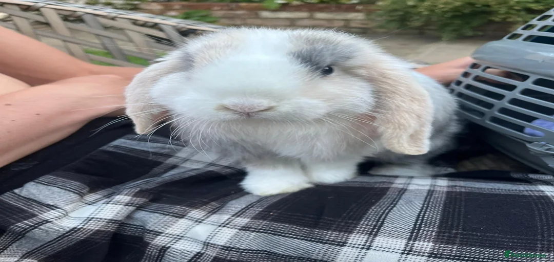 Gallery Image {{count}}