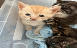 British Shorthair cats for sale: British Shorthair Cross Kittens  - Image 9