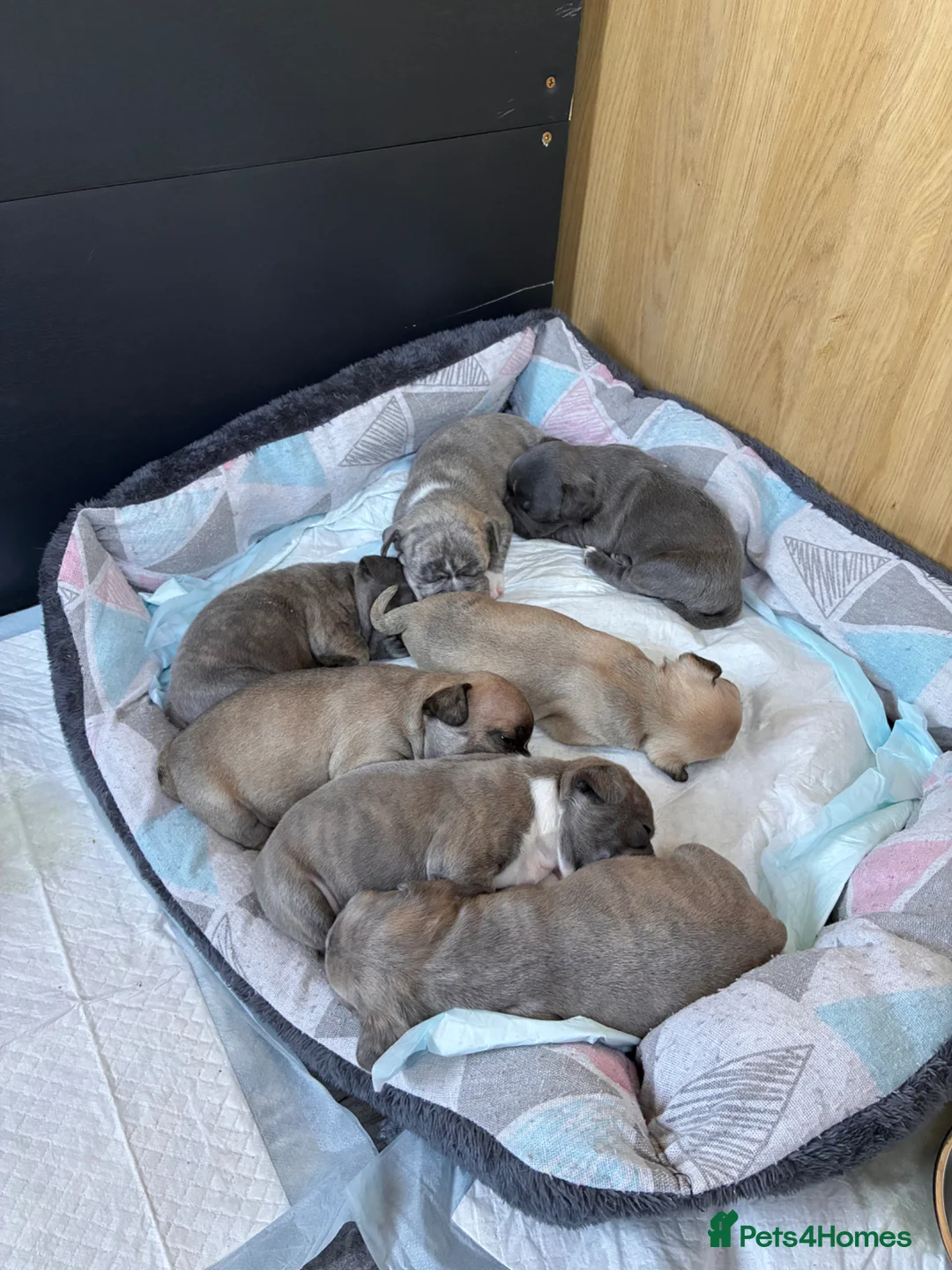 Frug dogs for sale: 7 Frug puppies in Banchory - Advert 1