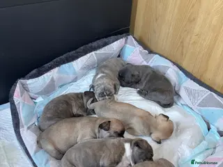 Frug dogs 7 Frug puppies - Advert 7