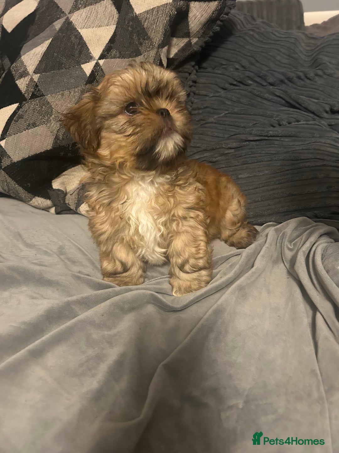 Shih Tzu dogs for sale: Gorgeous little boy - Advert 1