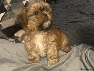 Shih Tzu dogs Gorgeous little boy - Advert 1