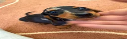 Dachshund dogs for sale: Beautiful puos - Advert 3