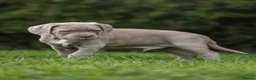 Cane Corso dogs for sale: 5 Towns Italian cane corso spring litter  - Advert 26