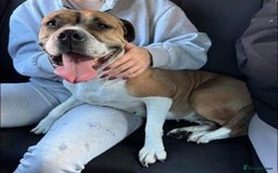 Staffordshire Bull Terrier dogs for adoption: Female staffy age 5 - Image 3