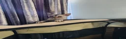 Devon Rex cats for sale: Two Devon Rex kittens for sale!!! - Advert 19