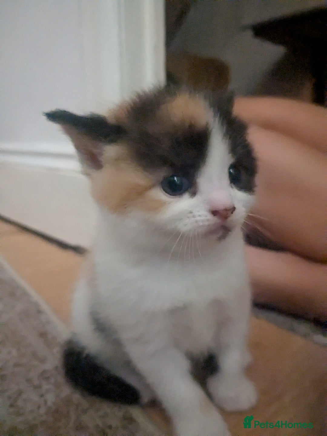 Mixed Breed cats for sale: Gorgeous fluffy kittens - Image 15