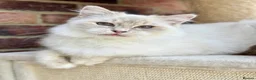 Ragdoll cats for sale: Sweet Ragdoll male and females for loving homes - Advert 5