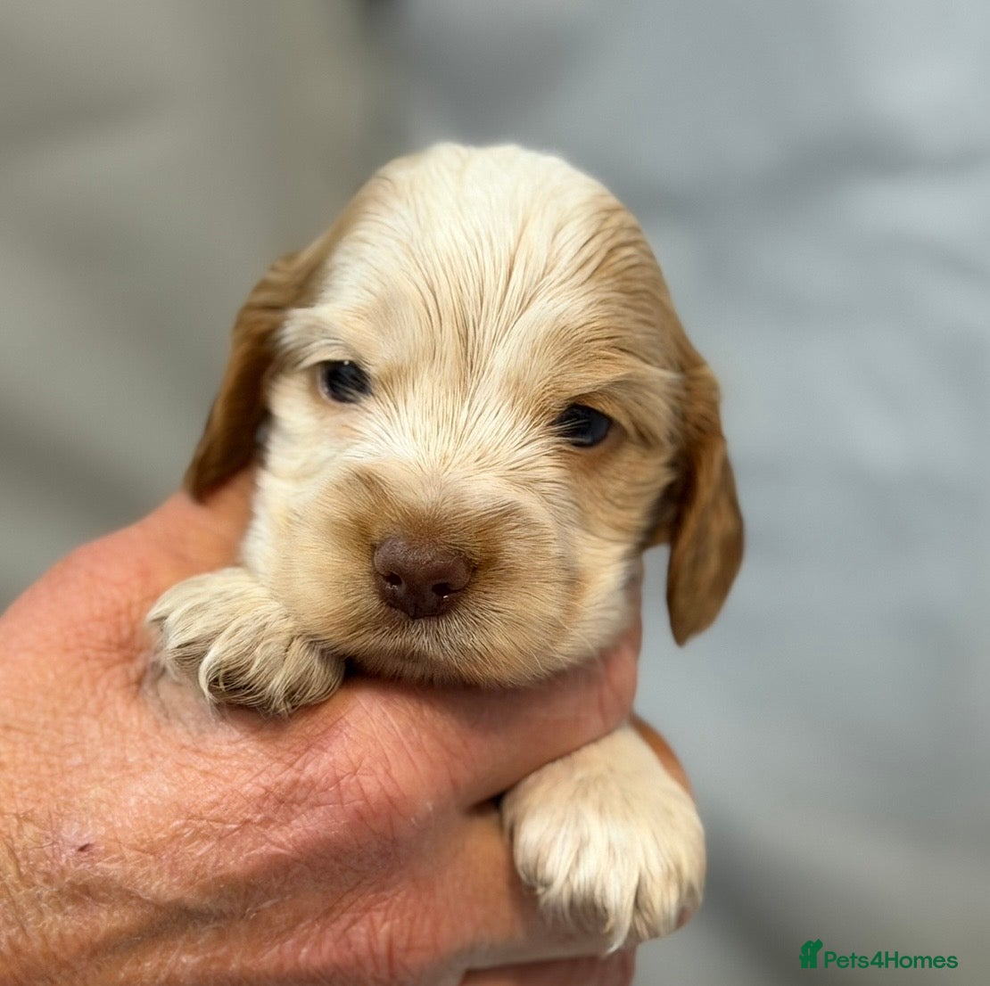 Cocker Spaniel dogs Beautiful KC health tested show cocker puppies - Advert 15