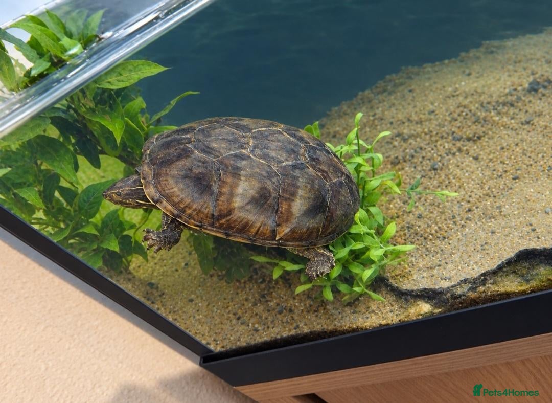 Turtle reptiles Beautiful musk turtle and 3ft tank on stand  - Advert 6