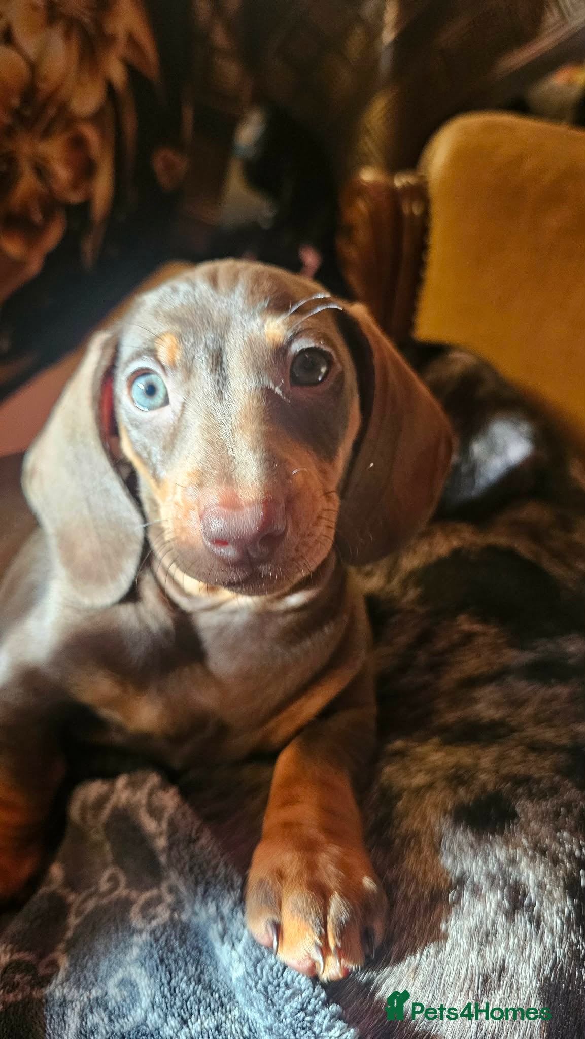 Dachshund dogs 4 mini lovely brown dachshund  - Advert 11