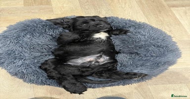 Cocker Spaniel dogs KC Registered Show type cocker spaniel  - Advert 6