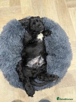 Cocker Spaniel dogs KC Registered Show type cocker spaniel - Advert 6