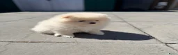 Pomeranian dogs for sale: 🌟 Luxury Pomeranian Puppies 🌟  - Advert 9