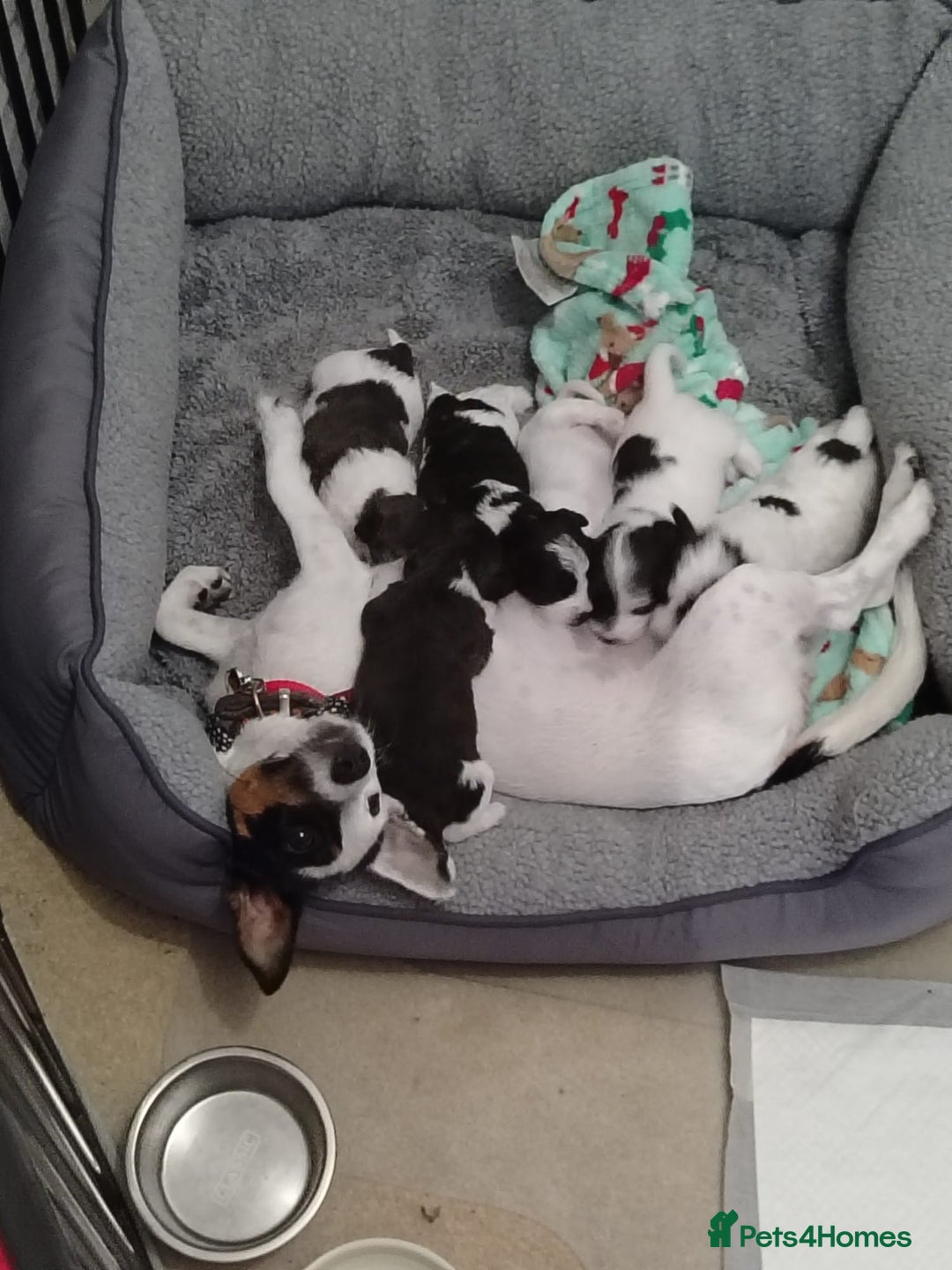 Mixed Breed dogs for sale: Beautiful Jackapoo puppies - Advert 20