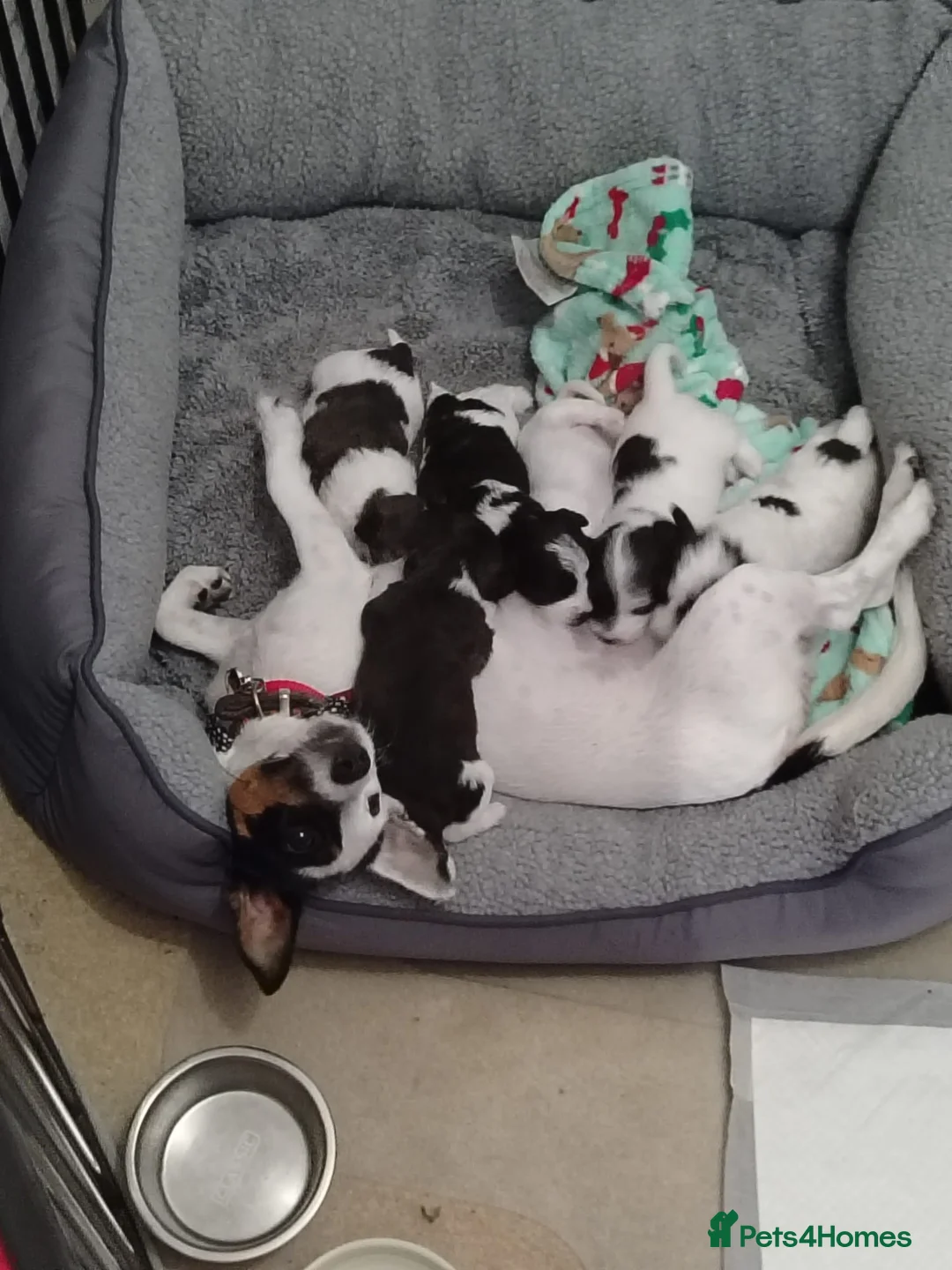 Mixed Breed dogs for sale: Beautiful Jackapoo puppies - Advert 20