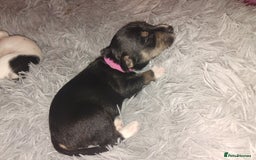 Mixed Breed dogs for sale: Stunning litter of 8 - Image 3