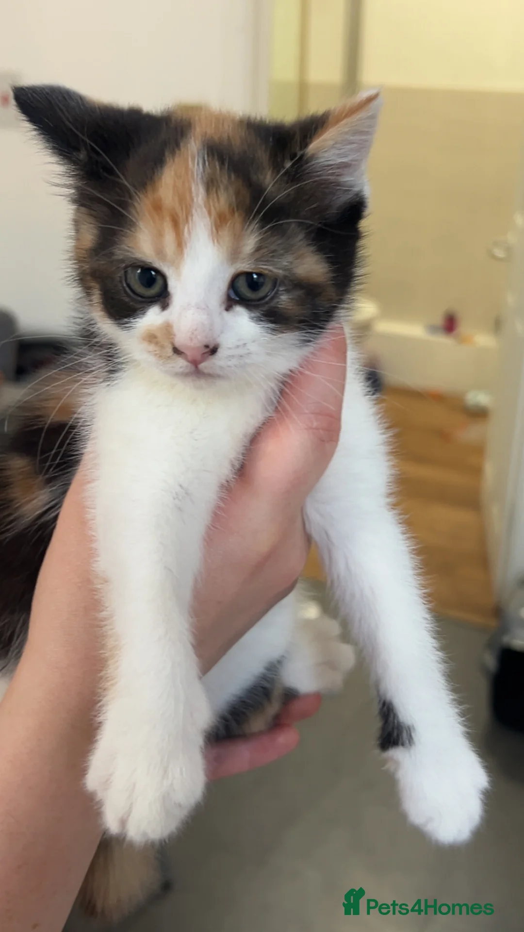 Mixed Breed cats for sale: Ready to leave 2nd may in Leicester - Advert 4