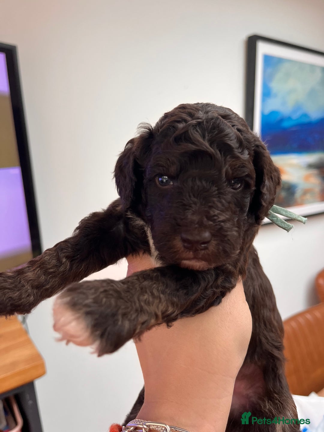 Australian Labradoodle dogs for sale: Home raised, DNA tested, Australian Labradoodles - Advert 12