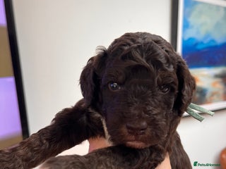 Australian Labradoodle dogs Home raised, DNA tested, Australian Labradoodles - Advert 6