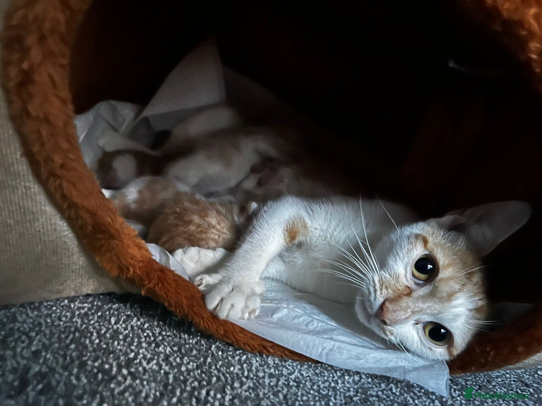 Mixed Breed cats for sale: 6 beautiful kittens (3 male, 3 females) for sale - Image 18