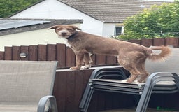 Mixed Breed dogs for sale: Cross collie / bearded collie - Image 2