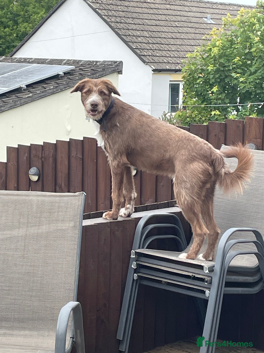 Mixed Breed dogs for sale: Cross collie / bearded collie - Image 2