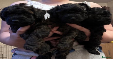 Yorkiepoo dogs - Advert 1