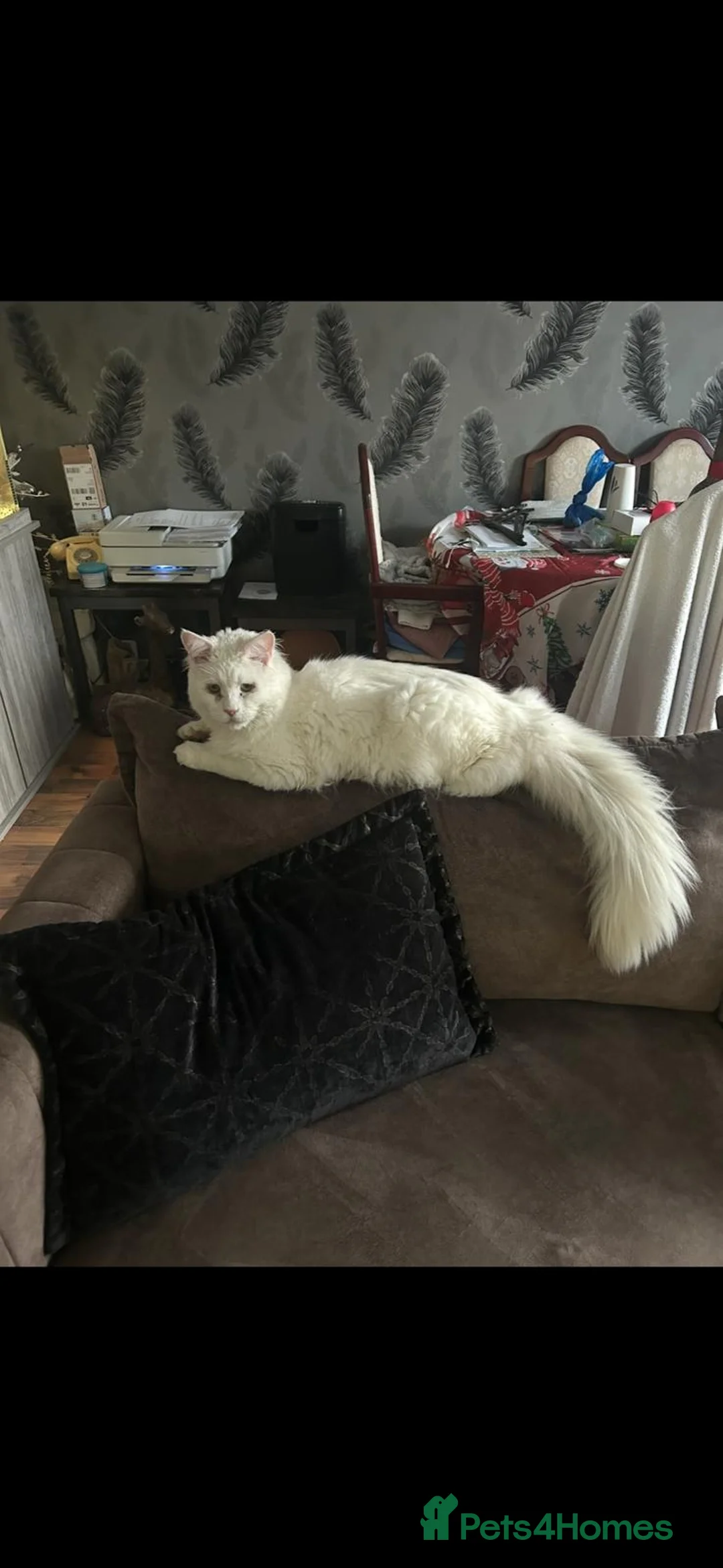 Maine Coon cats for sale: White main coon in London - Advert 2