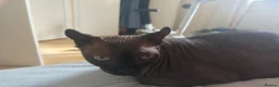 Sphynx cats for sale: Sphynx for rehoming - Advert 2