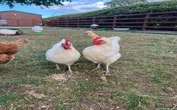Chickens poultry for sale: Skyline chickens for sale  - Image 3