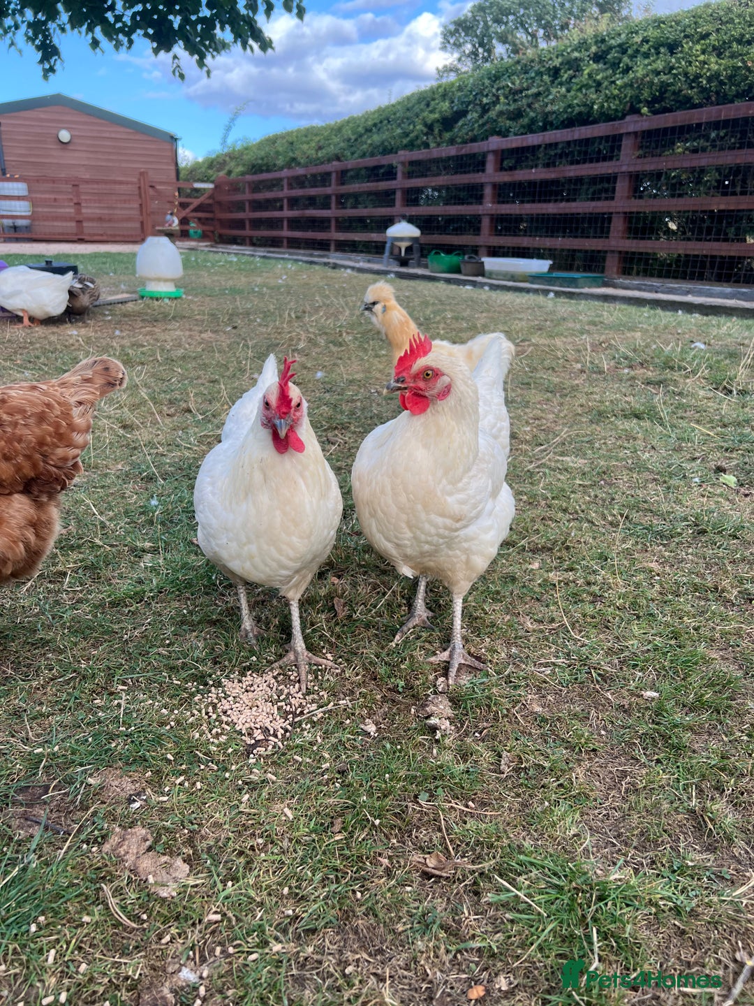 Chickens poultry for sale: Skyline chickens for sale  - Image 3