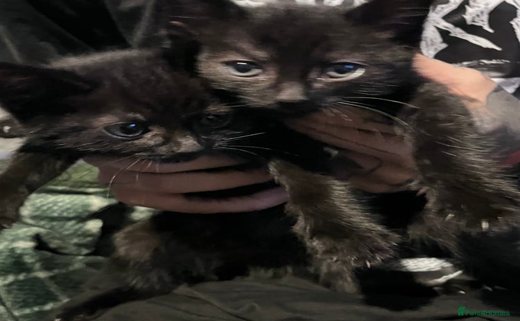 British Shorthair cats - Advert 1