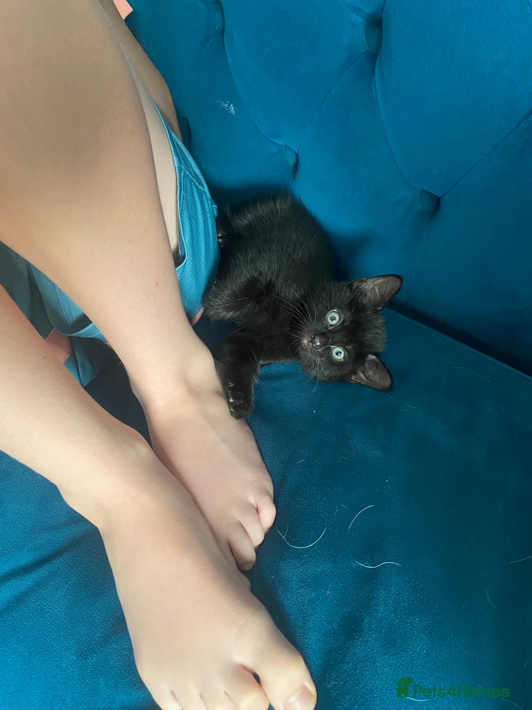 Russian Blue cats for sale: Russian blue cross bengal kittens - Image 11