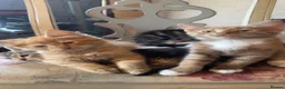 Mixed Breed cats for sale: Two gorgeous maincoon X brothers  - Advert 10