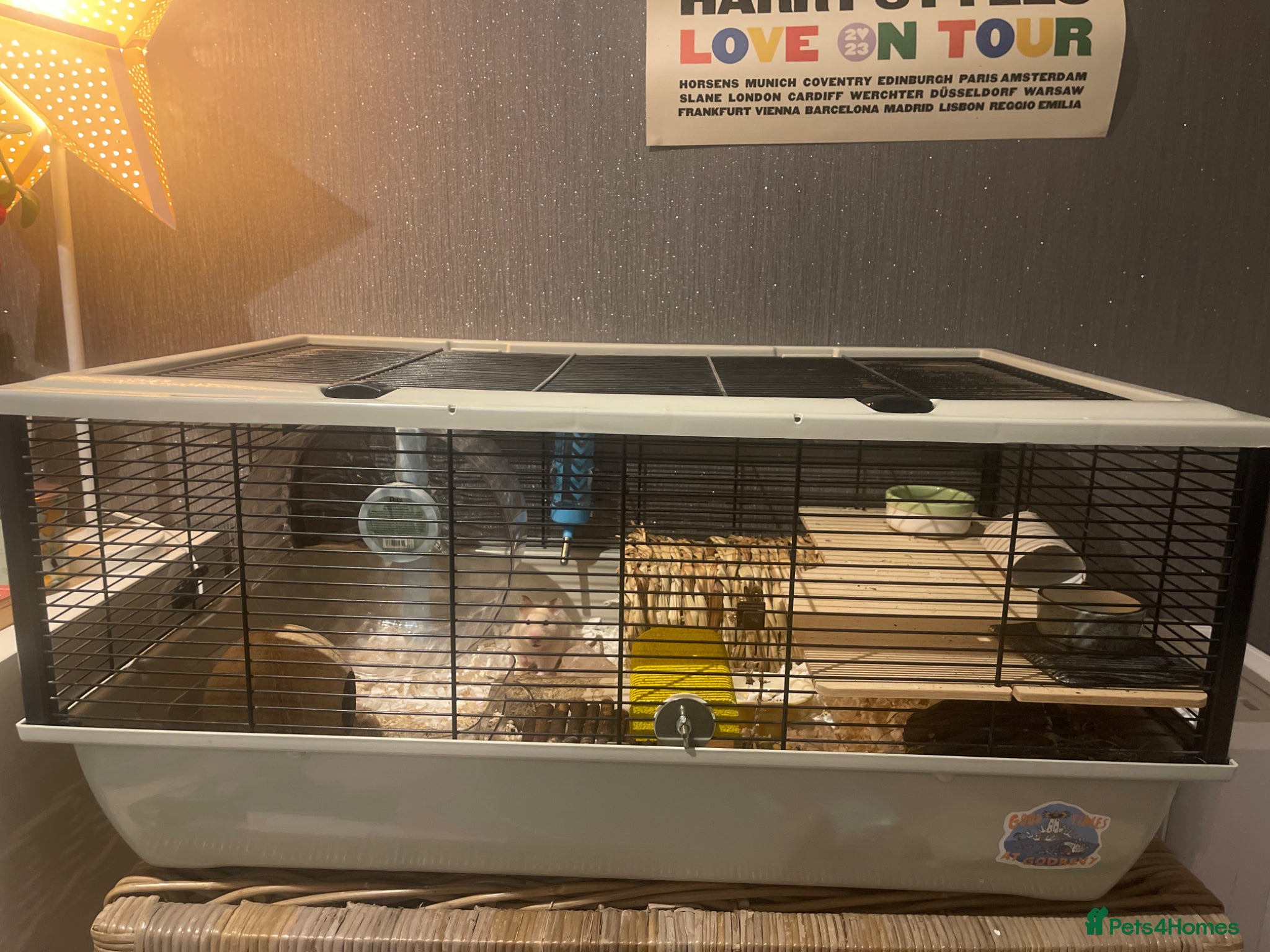 Hamster rodents for sale: Syrian Hamster  - Advert 2